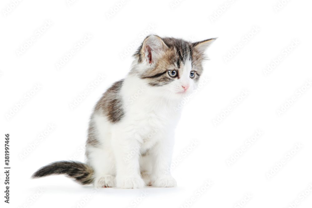 Cute kitten isolated on white background Cute kitten isolated on white background