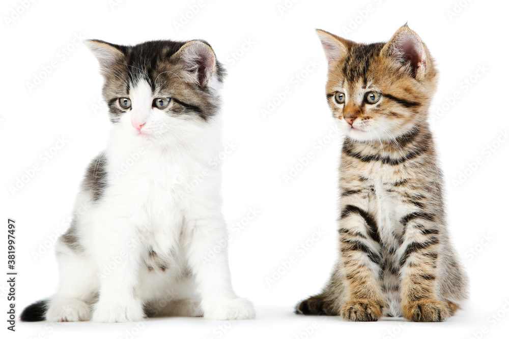 Cute kittens isolated on white background Cute kittens isolated on white background