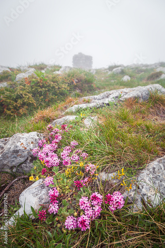 Vivid, colorful flowers on a foreground rock in front of Trem summit stone on Dry mountain (Suva planina) on a misty, foggy morning