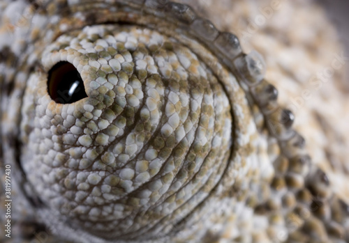 Flap-Necked Chameleon Eye, Caprivi Strip, Namibia
