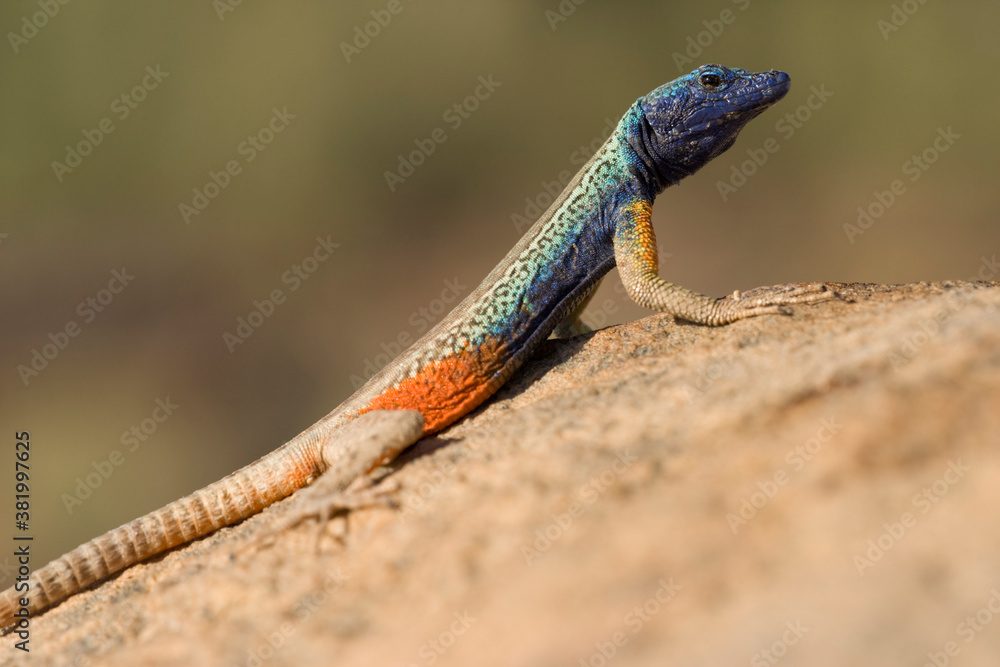 Augrabies Flat Lizard, Augrabies Falls National Park, South Africa Augrabies Flat Lizard, Augrabies Falls National Park, South Africa