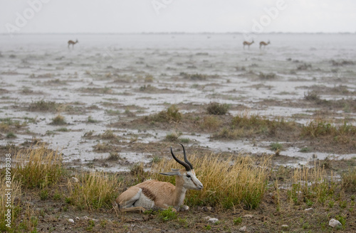 Springbok in Rainstorm  Etosha Pan  Etosha National Park  Namibia