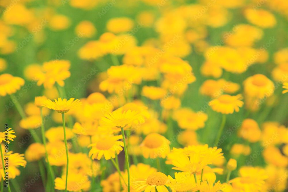 Obraz premium ダイヤーズカモミール