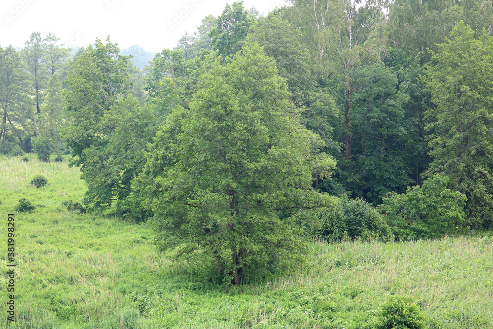 forest after rain	