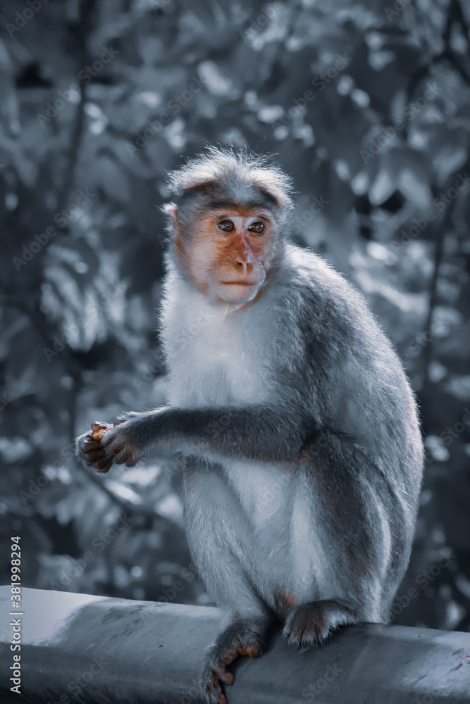 Fototapeta premium a long macaque