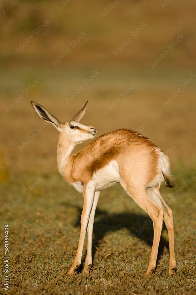 Springbok, Kgalagadi Transfrontiere Park, South Africa Springbok, Kgalagadi Transfrontiere Park, South Africa