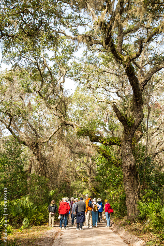 Cumberland Island, Georgia, A group of tourists walking on a trail through a Live oak tree and spanish moss tunnel. Cumberland Island, Georgia, A group of tourists walking on a trail through a Live oak tree and spanish moss tunnel.