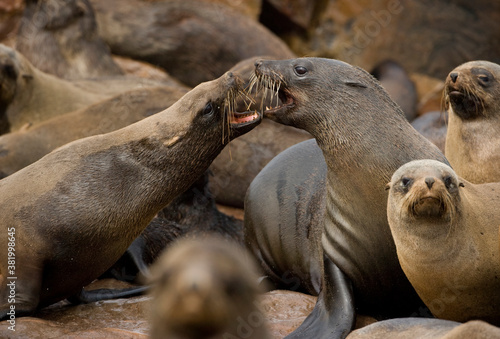 Southern Fur Seals, Cape Cross Seal Reserve, Namibia