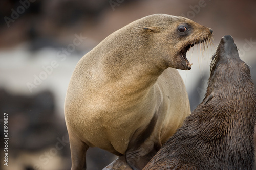Southern Fur Seals Fighting, Cape Cross Seal Reserve, Namibia