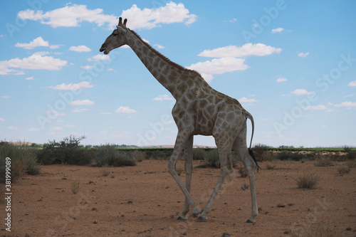 giraffe in the african savannah