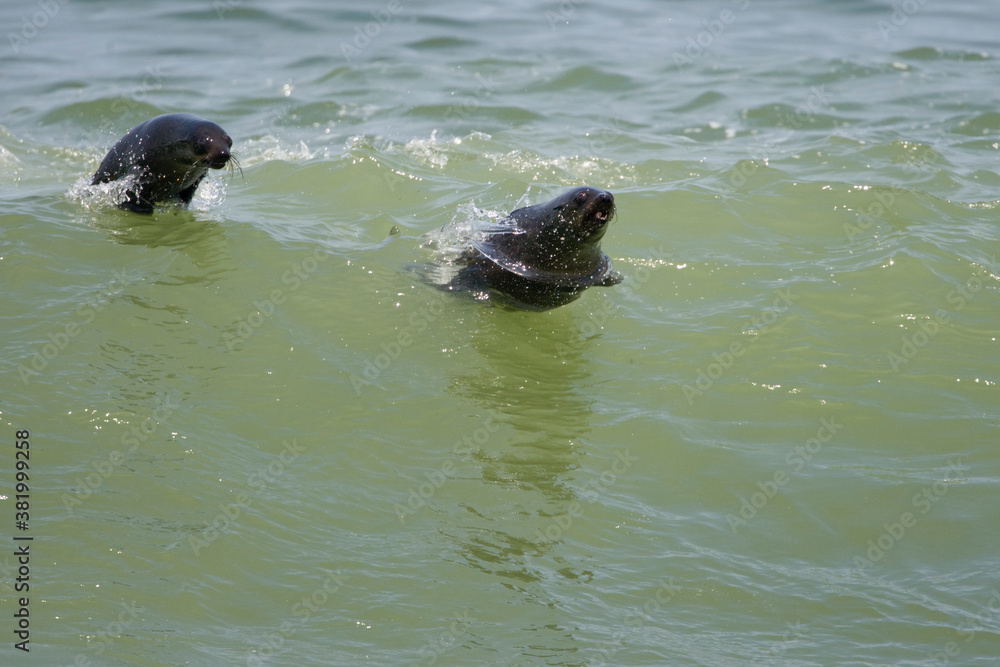 Southern Fur Seals in Wave, Cape Cross Seal Reserve, Namibia Southern Fur Seals in Wave, Cape Cross Seal Reserve, Namibia