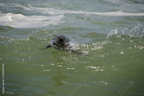 Southern Fur Seal in Wave, Cape Cross Seal Reserve, Namibia