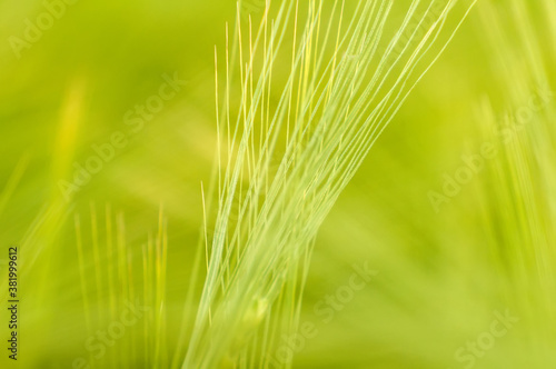 Closeup of a blurry wheat field.