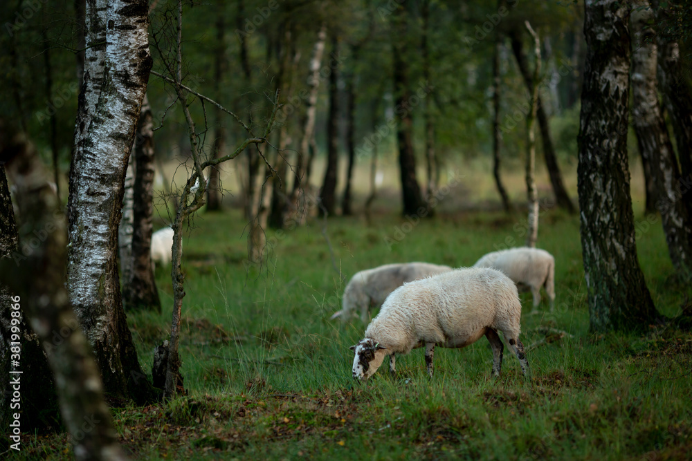 Fototapeta premium Sheep grazing in a birch forest at early morning sunrise