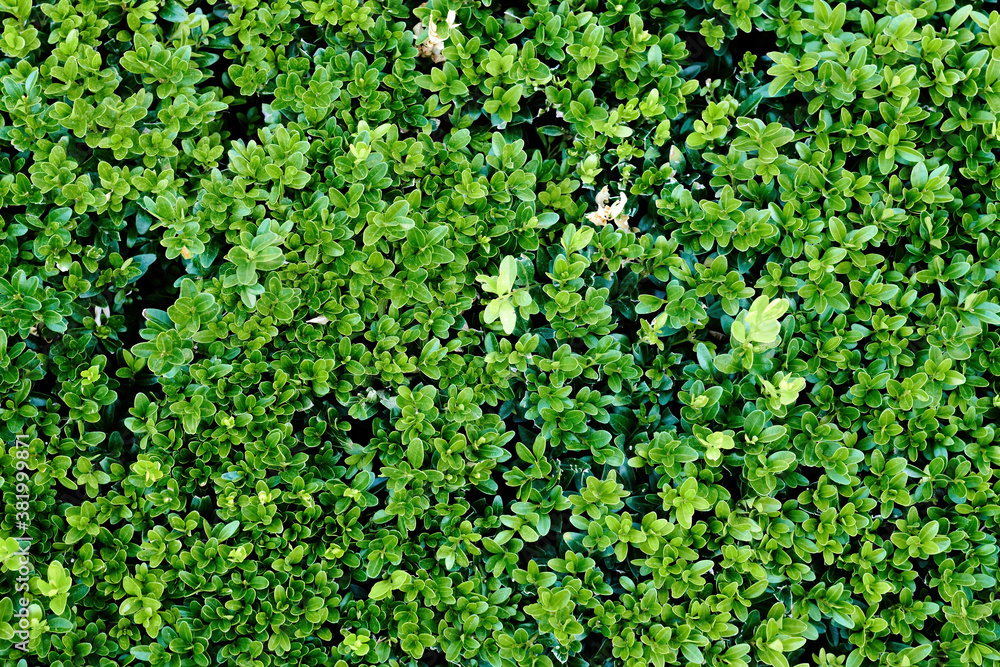 Green foliage background and texture. Green foliage background and texture.
