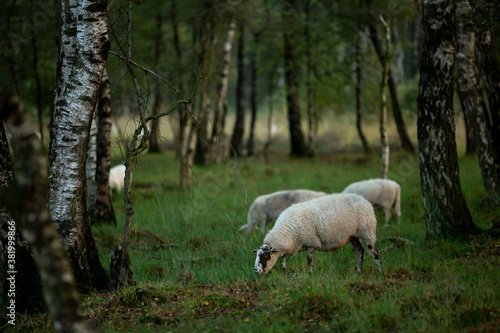 Sheep grazing in a birch forest at early morning sunrise