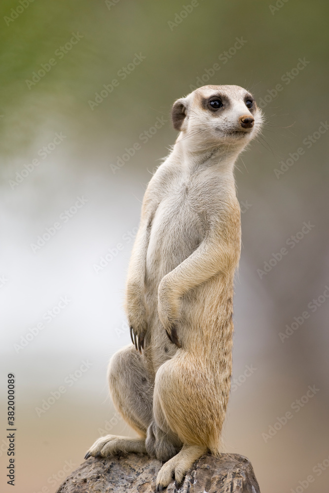 Fototapeta premium Meerkat Watching for Predators, Keetmanshoop, Namibia