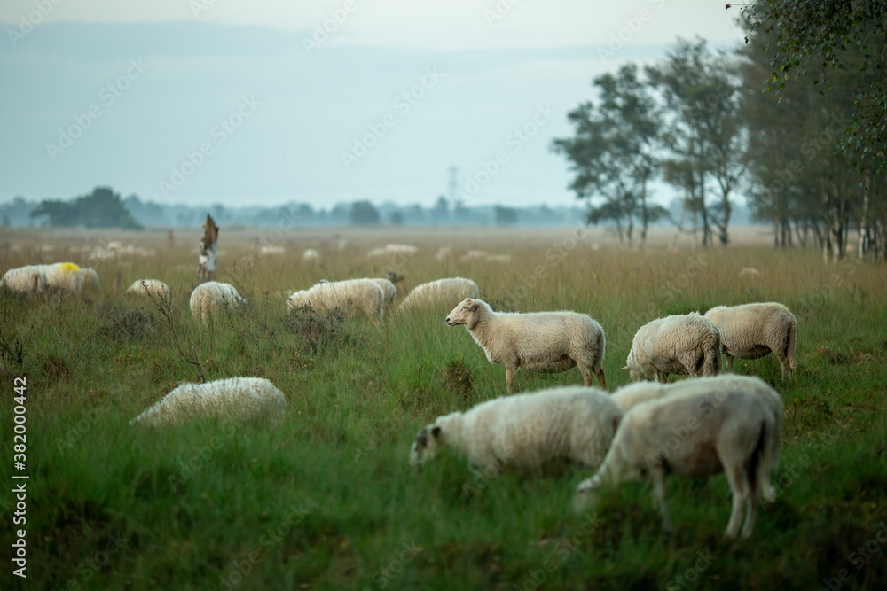 Fototapeta premium Sheep grazing in heather moorland landscape field at sunrise on an overcast day with a forest in the background 