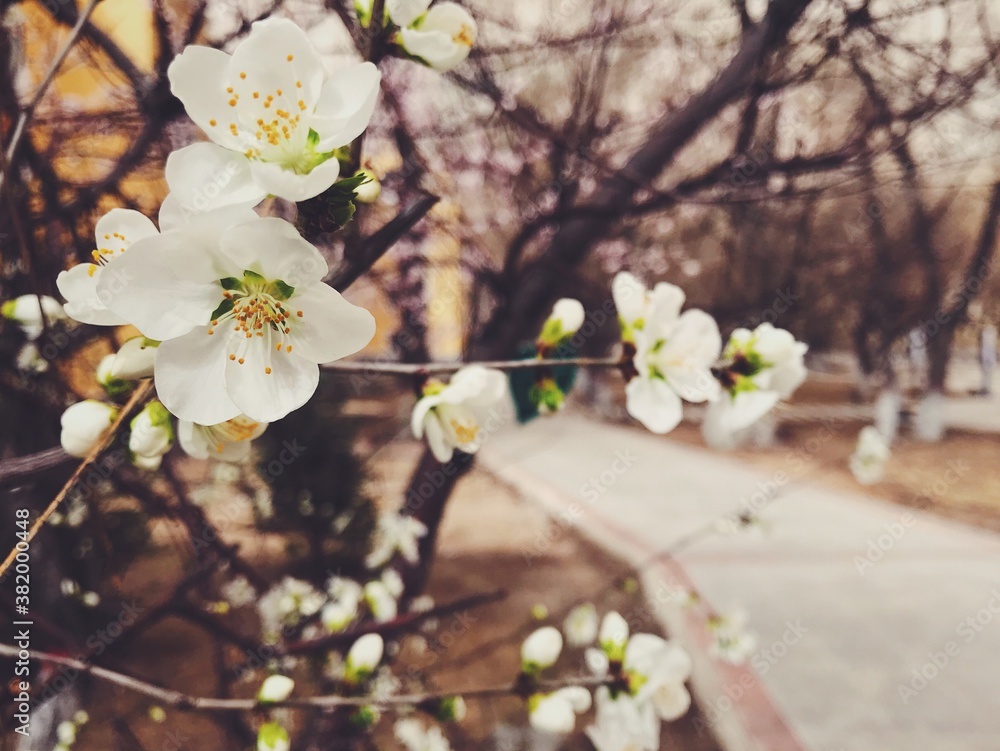 Obraz premium blooming tree