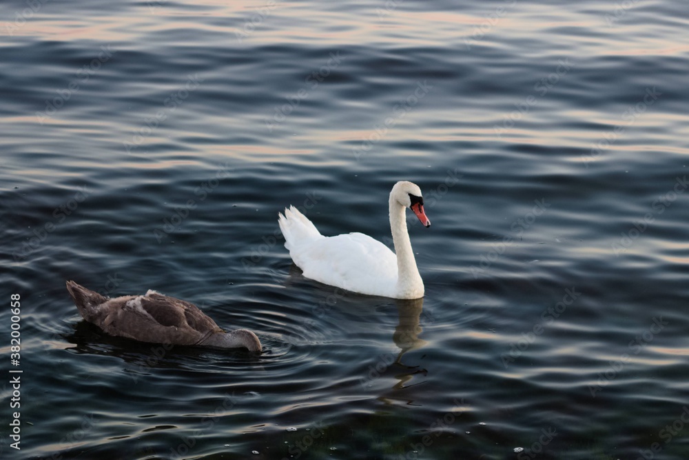 swan on the water