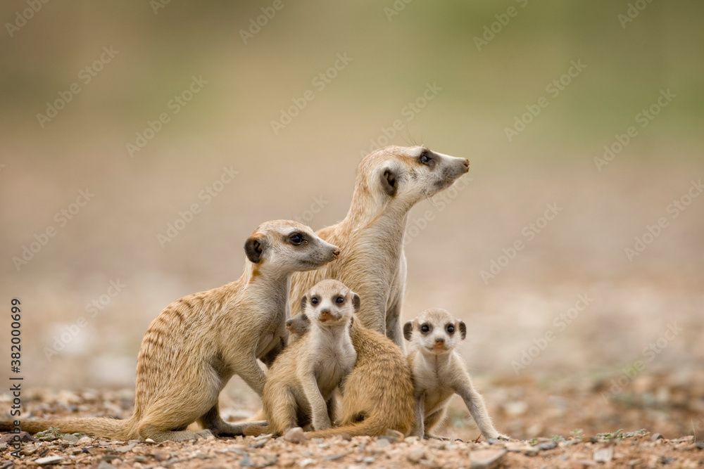 Fototapeta premium Meerkat Pups with Adults, Namibia