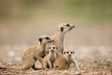 Meerkat Pups with Adults, Namibia