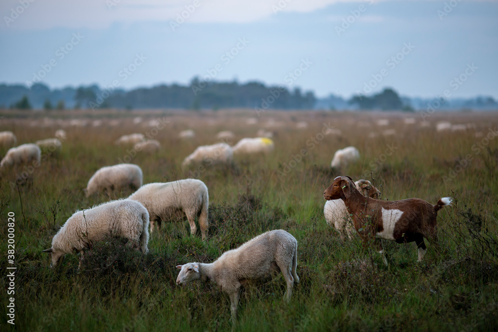 Fototapeta premium Field of heather moorland landscape with sheep grazing at sunrise on an overcast day with a forest in the background