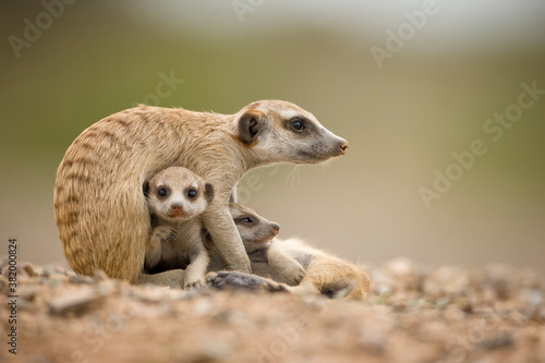 Meerkat Pups with Adult, Namibia photo