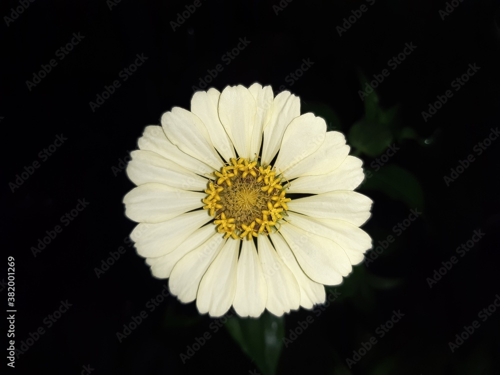 white daisy flower