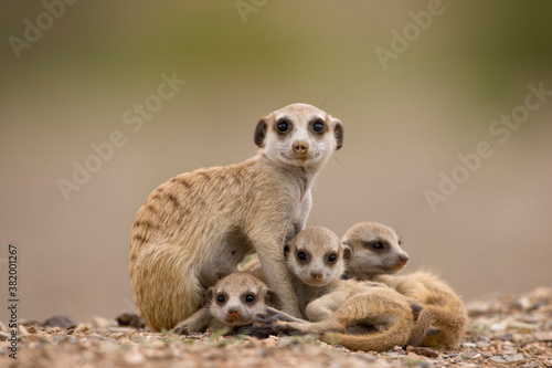 Meerkat with Pups, Namibia photo