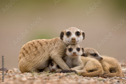 Meerkat with Pups, Namibia