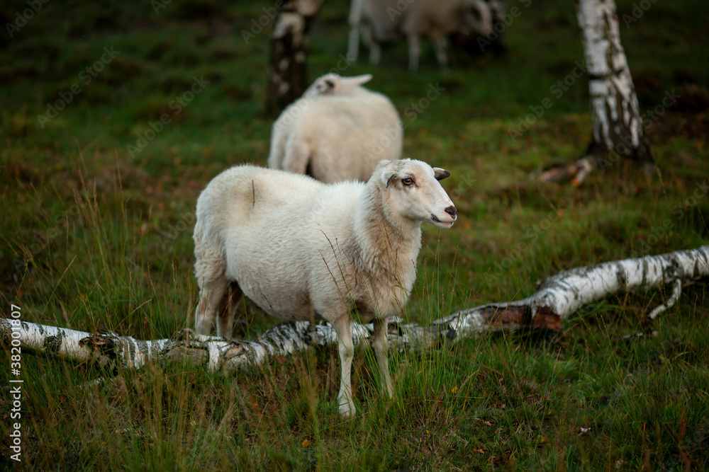 Fototapeta premium Sheep standing over a fallen birch tree in moorland looking off to the side