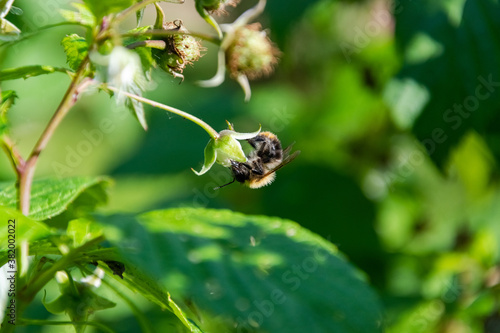 Bee is searching and collecting nectar. Insect is sitting on the raspberry bush. © ByAlice