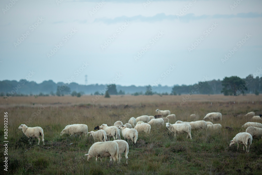 Wide landscape view of heather moorland with a flock of sheep grazing at sunrise on an overcast day with a forest in the background Wide landscape view of heather moorland with a flock of sheep grazing at sunrise on an overcast day with a forest in the background