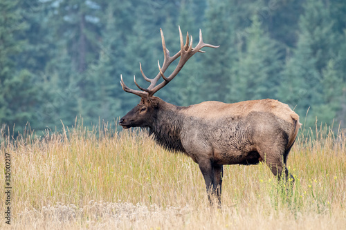 Fototapeta A large bull elk in side profile showing his very nice antlers