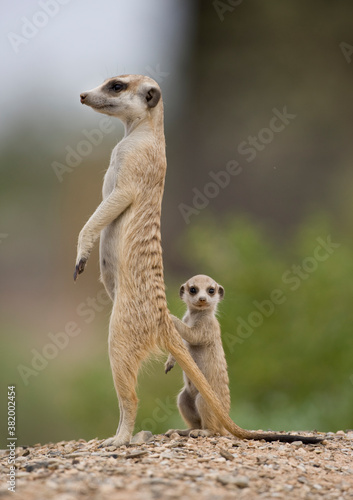 Meerkat and Pup, Namibia