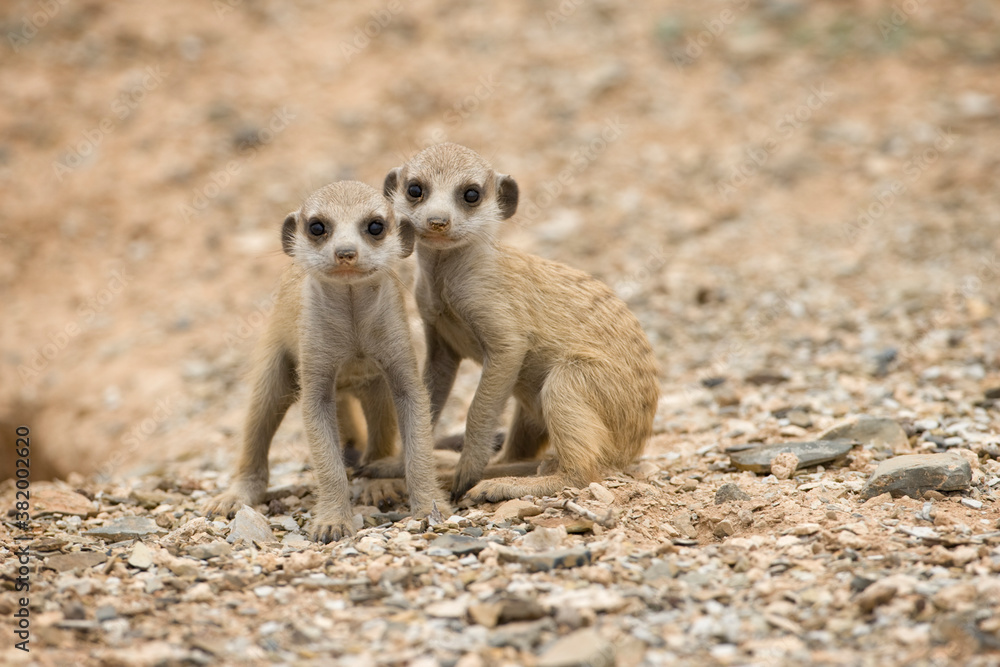 Fototapeta premium Meerkat Pups, Namibia
