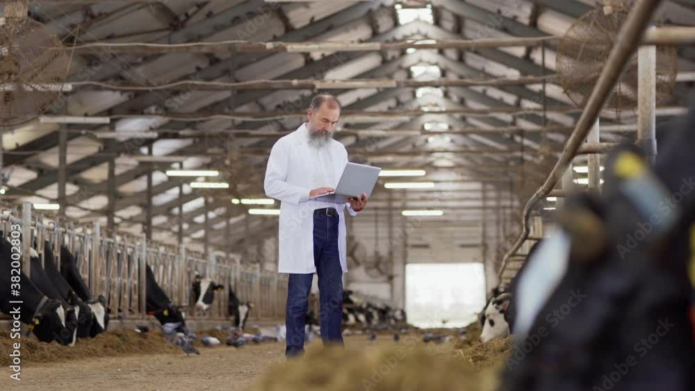 Wide shot of mature agricultural scientist in white coat examining dairy cows standing in stalls and taking notes on laptop standing in farm cowshed Wide shot of mature agricultural scientist in white coat examining dairy cows standing in stalls and taking notes on laptop standing in farm cowshed
