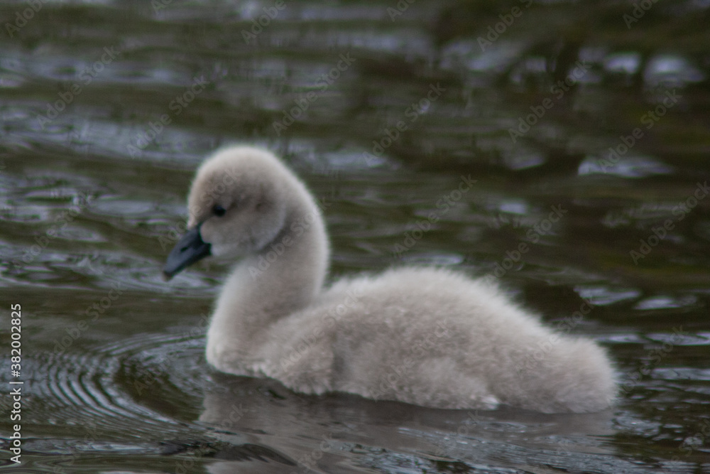 Swan and Cygnets
