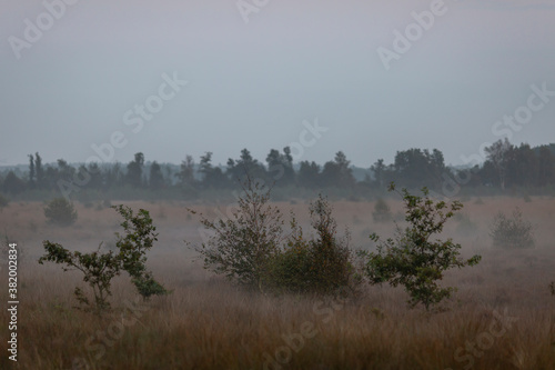 Purple haze of heather moorland landscape wading in foggy mist with washed out vegetation faint in the background