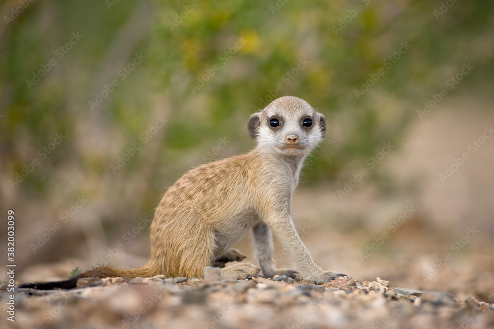 Fototapeta premium Meerkat Pup, Namibia
