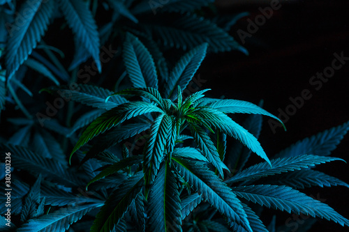 Mature marijuana plant with bud and leaves. Marijuana plant texture on an indoor cannabis farm.The concept of Indoor grow marijuana. marijuana for recreational purposes.