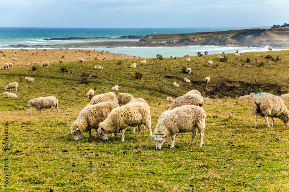 Large herd of sheep grazes