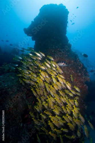 Fototapeta Naklejka Na Ścianę i Meble -  Tropical Fish at Manta Reef, Mozambique