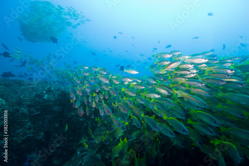 Tropical Fish at Manta Reef  Mozambique