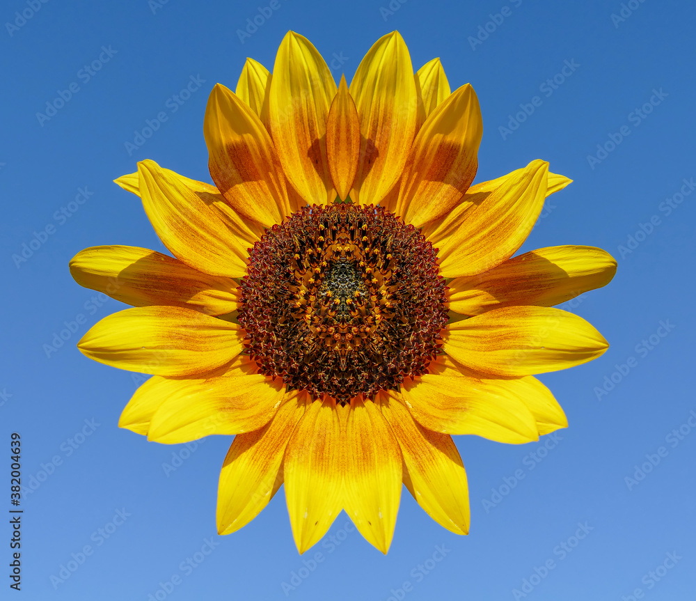 Naklejka premium sunflower against blue sky