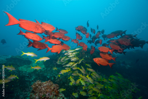 Tropical Fish at Manta Reef, Mozambique