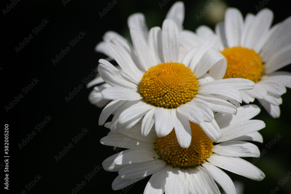 Obraz premium white daisy flower