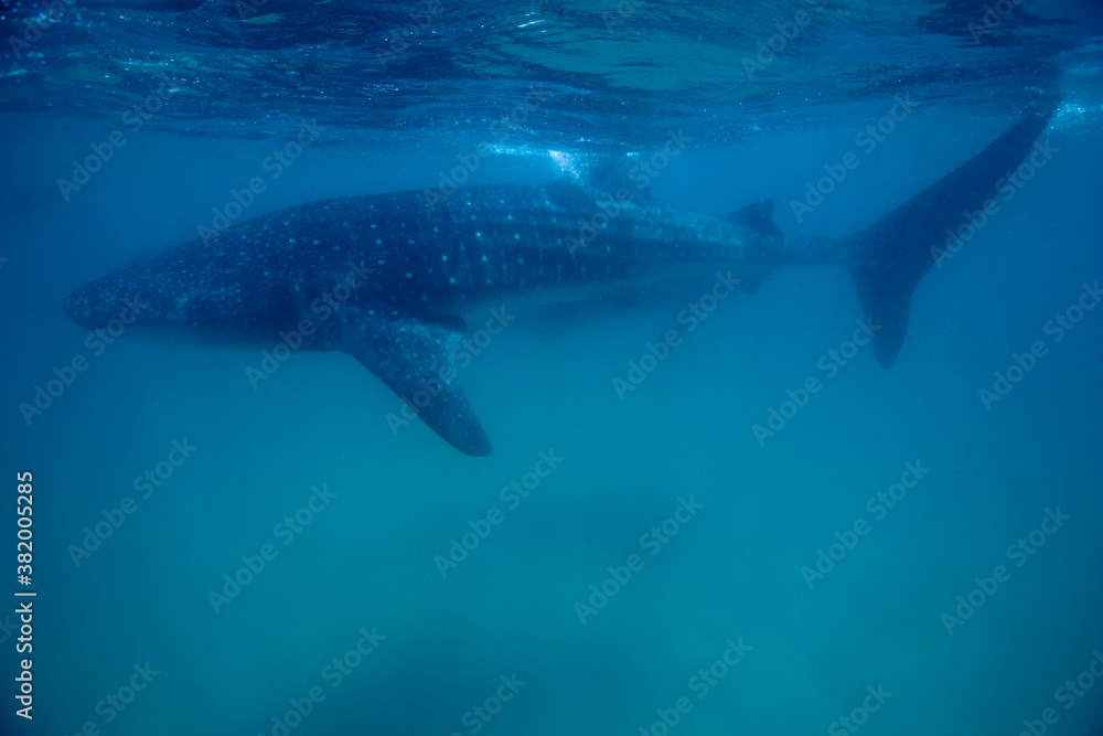 Whale Shark, Guinjata Bay, Mozambique