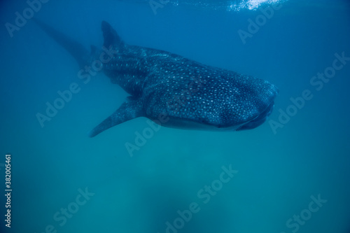 Whale Shark, Mozambique